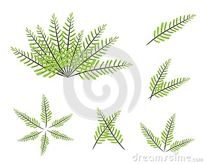 Set Of Green Fern On White Background Stock Photo   Image  30313690