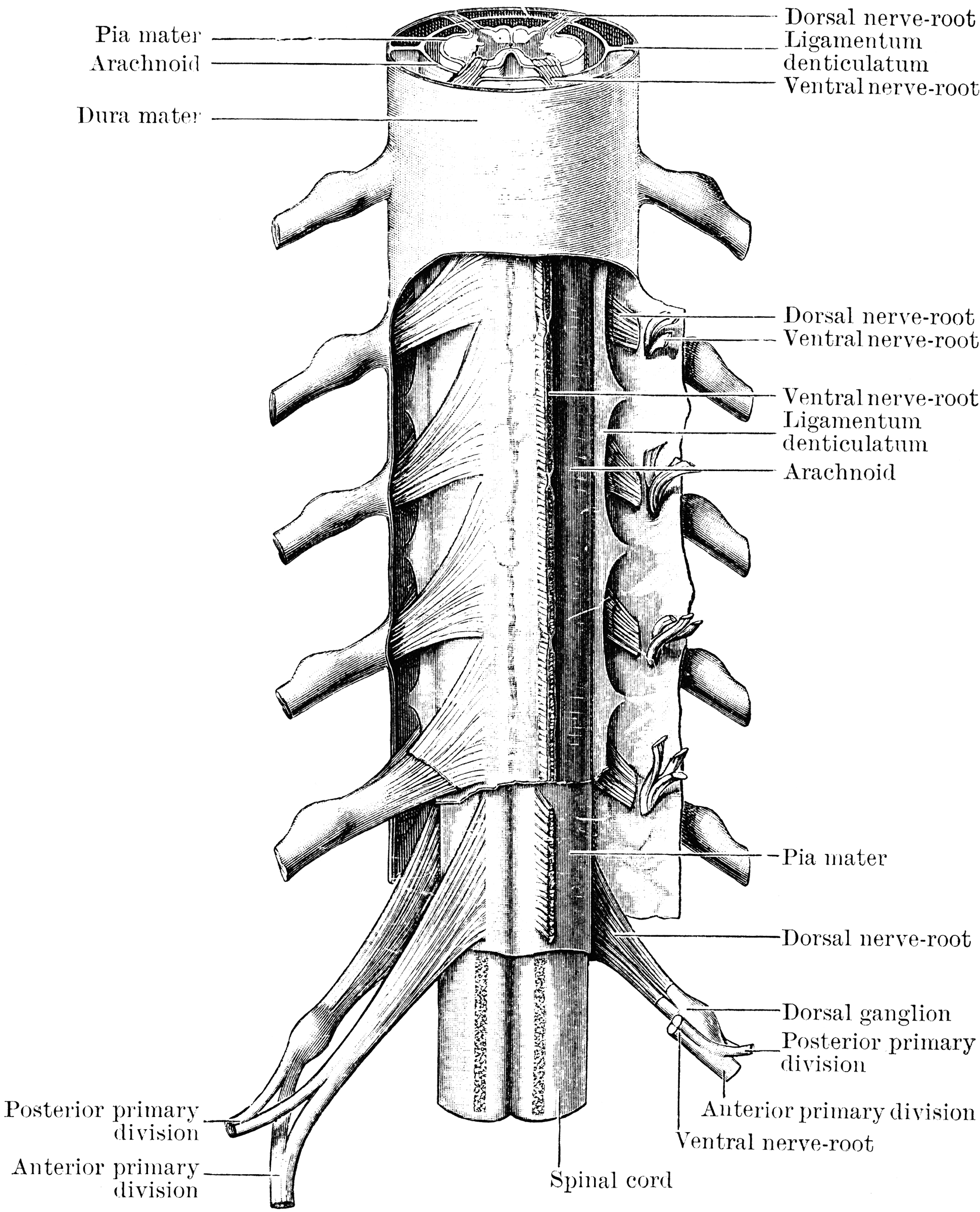 Spinal Cord And Spinal Nerves   Clipart Etc