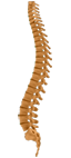 Spinal Cord Clipart Picture   Gif   Png Image