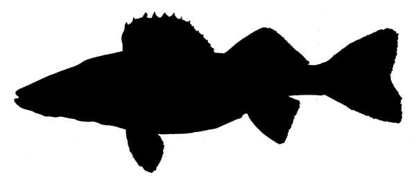 Walleye Clipart   Cliparts Co
