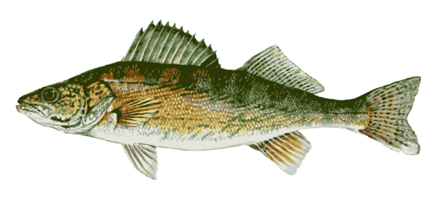 Walleye Fish Clipart   Picturespider Com