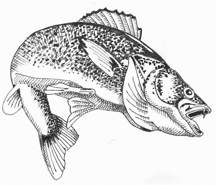 Walleye Fish Drawing Walleye By Wayne Hughes