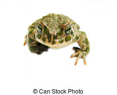 Warts Stock Illustration Images  150 Warts Illustrations Available To