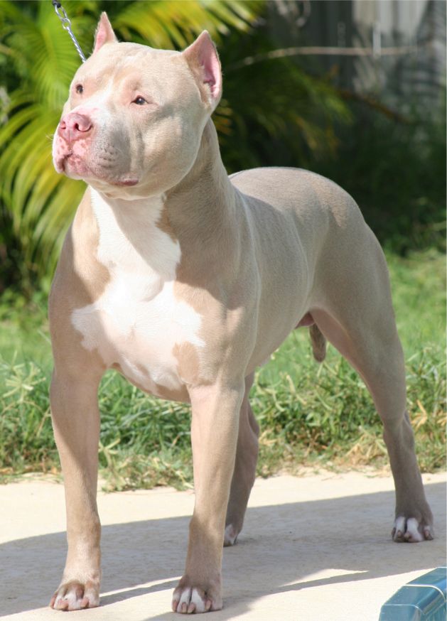 American Pitbull Dog Facts And New Photos   All Wildlife Photographs