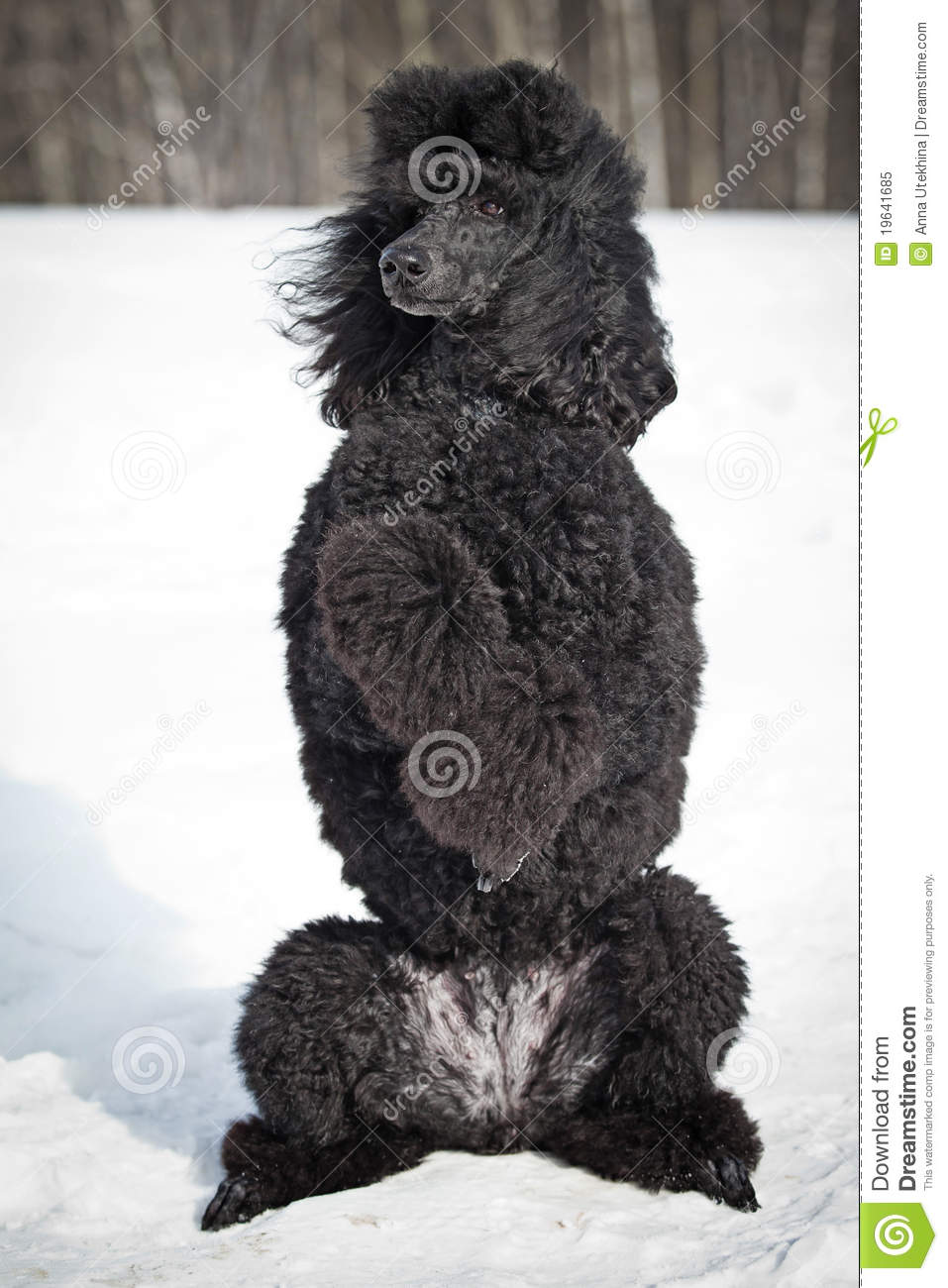 Black Poodle In Outdore Settings 