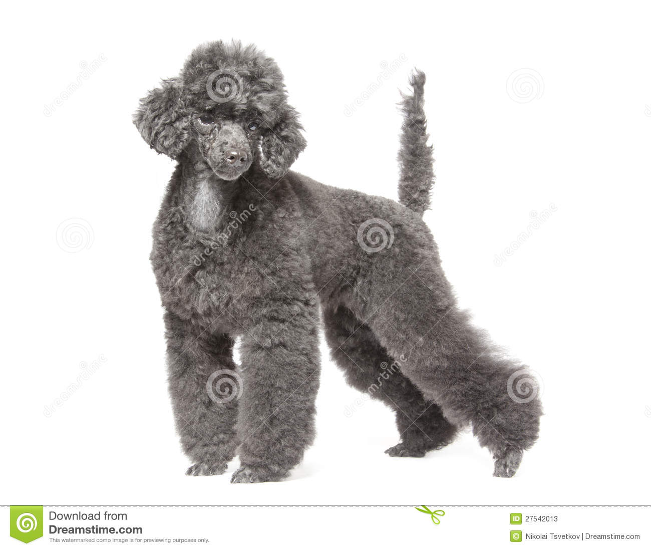 Black Toy Poodle Isolated Over White Background 