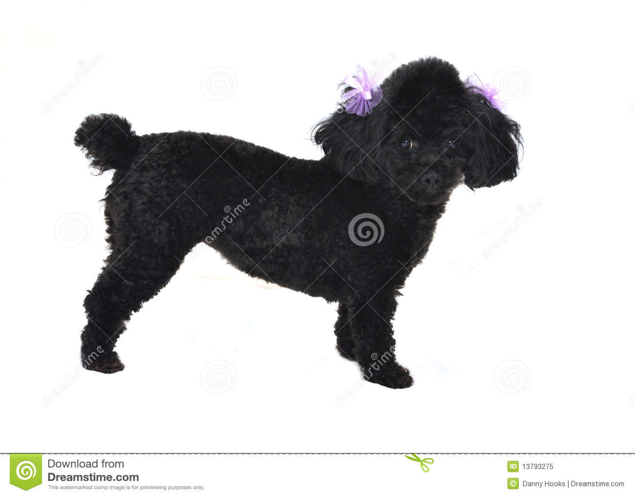 Black Toy Poodle Isolated Royalty Free Stock Photo   Image  13793275
