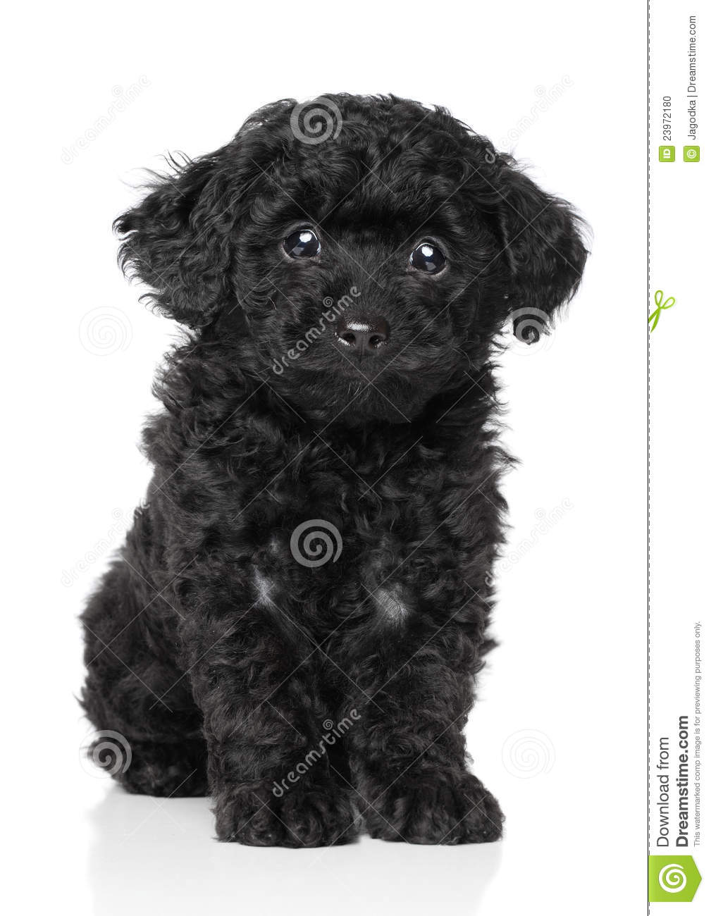 Black Toy Poodle Puppy Stock Photo   Image  23972180