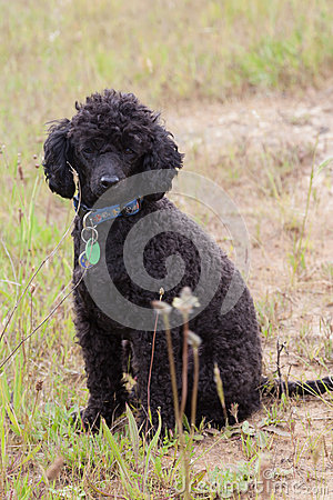 Black Toy Poodle Royalty Free Stock Image   Image  35246556