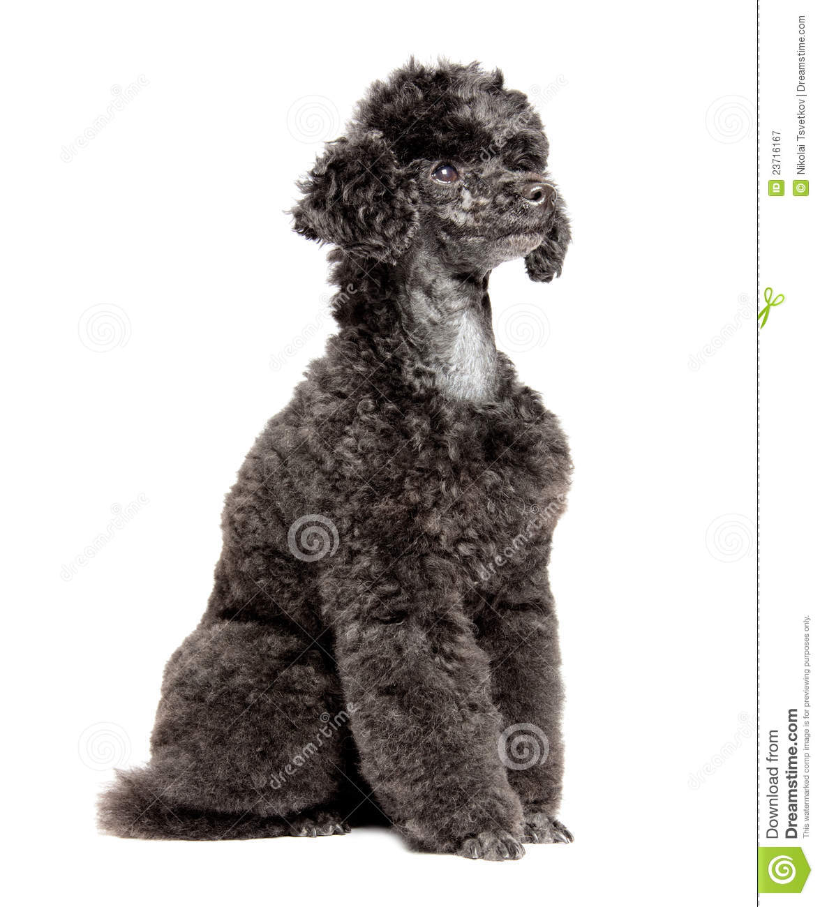Black Toy Poodle Royalty Free Stock Photography   Image  23716167