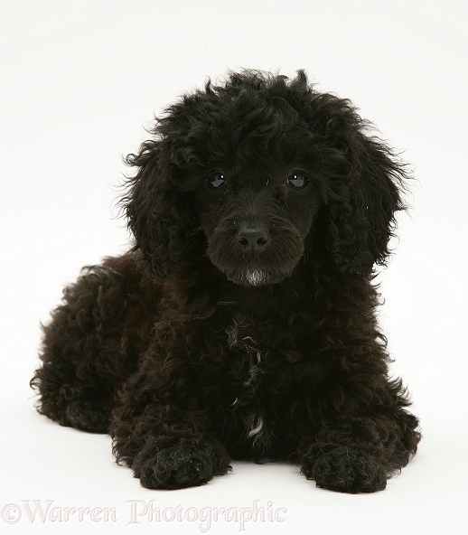 Dog  Black Miniature Poodle Lying With Head Up Photo   Wp15197