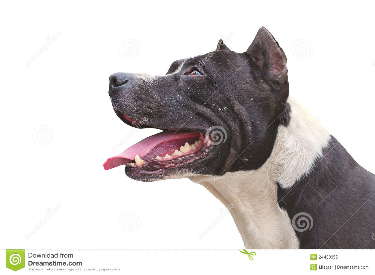 Dog Pit Bull Terrier Happy Royalty Free Stock Photo   Image  24438355