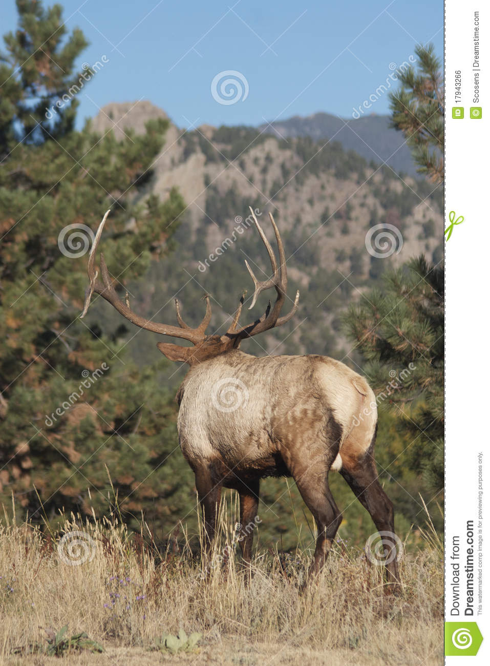 Nice Bull Elk Standing Looking Away Into Some Pines