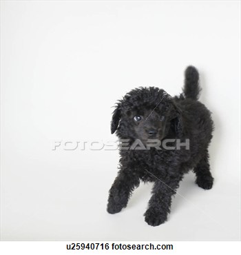 Stock Photo   Black Toy Poodle Standing  Fotosearch   Search Stock    