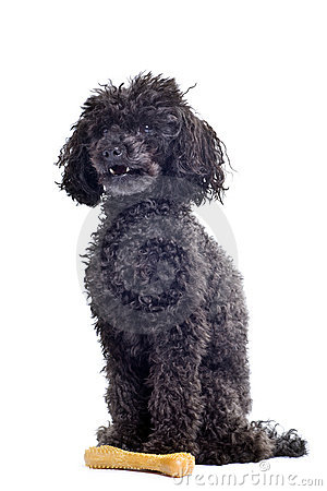 Stock Photos  Black Toy Poodle Isolated On White Background  Image    