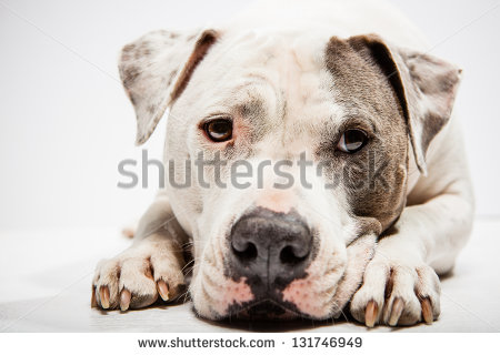 White And Grey Pitbull Laying Down With Head Between Paws   Stock