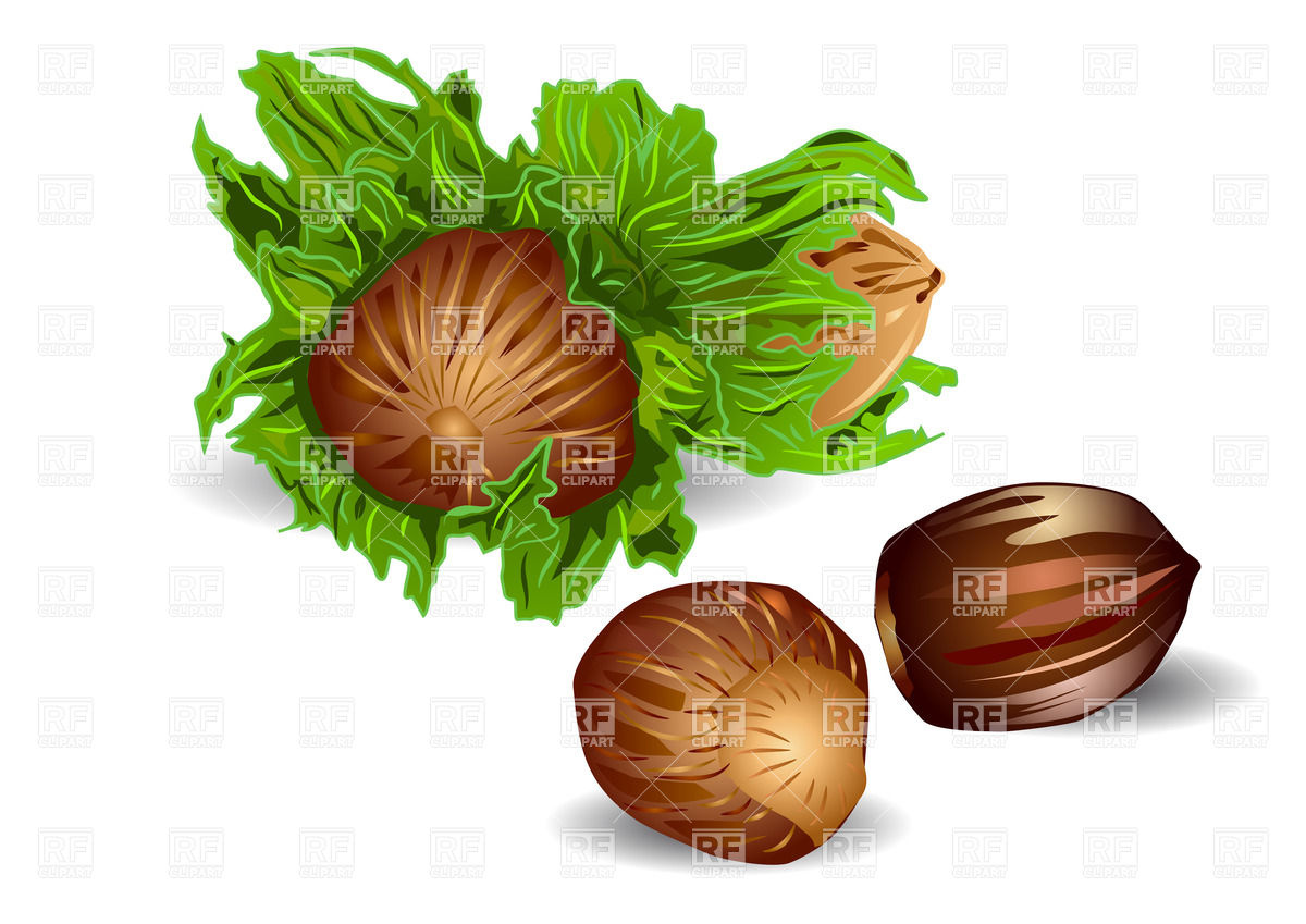 Filberts Nuts 27379 Food And Beverages Download Royalty Free Vector