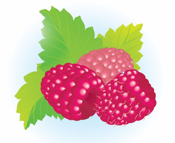 Free Raspberries Vector Illustration   Free Vector Graphics   All Free