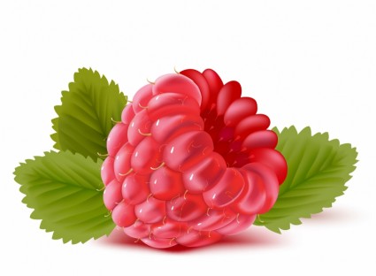 Raspberry Free Vector In Adobe Illustrator Ai    Ai   Encapsulated