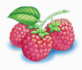 Raspberry Illustrations And Clipart