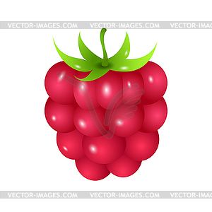 Raspberry   Vector Clipart