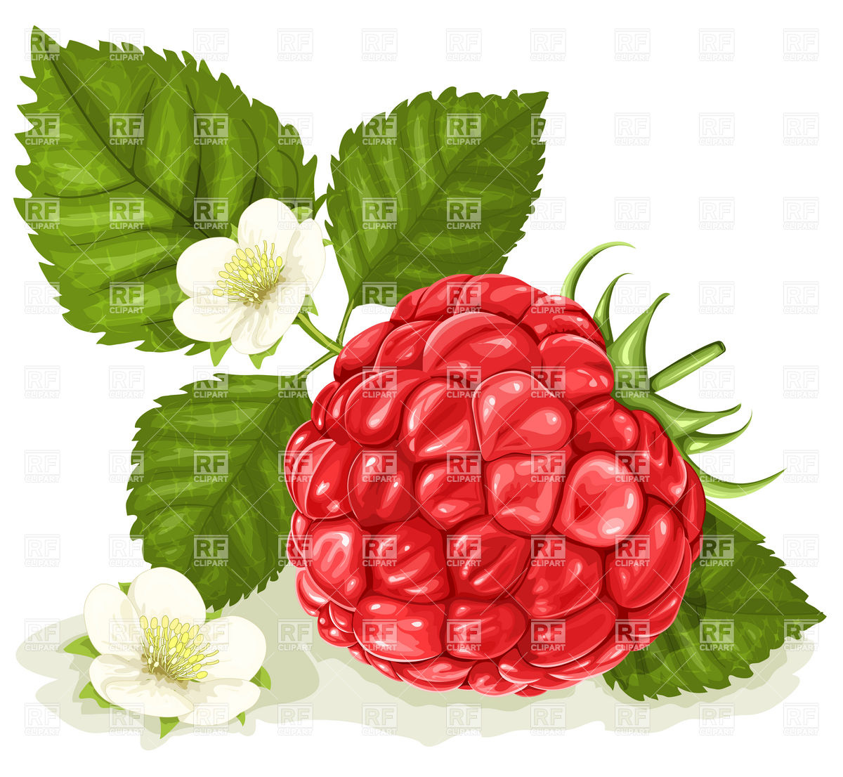 Raspberry With Leaves And Flowers Download Royalty Free Vector