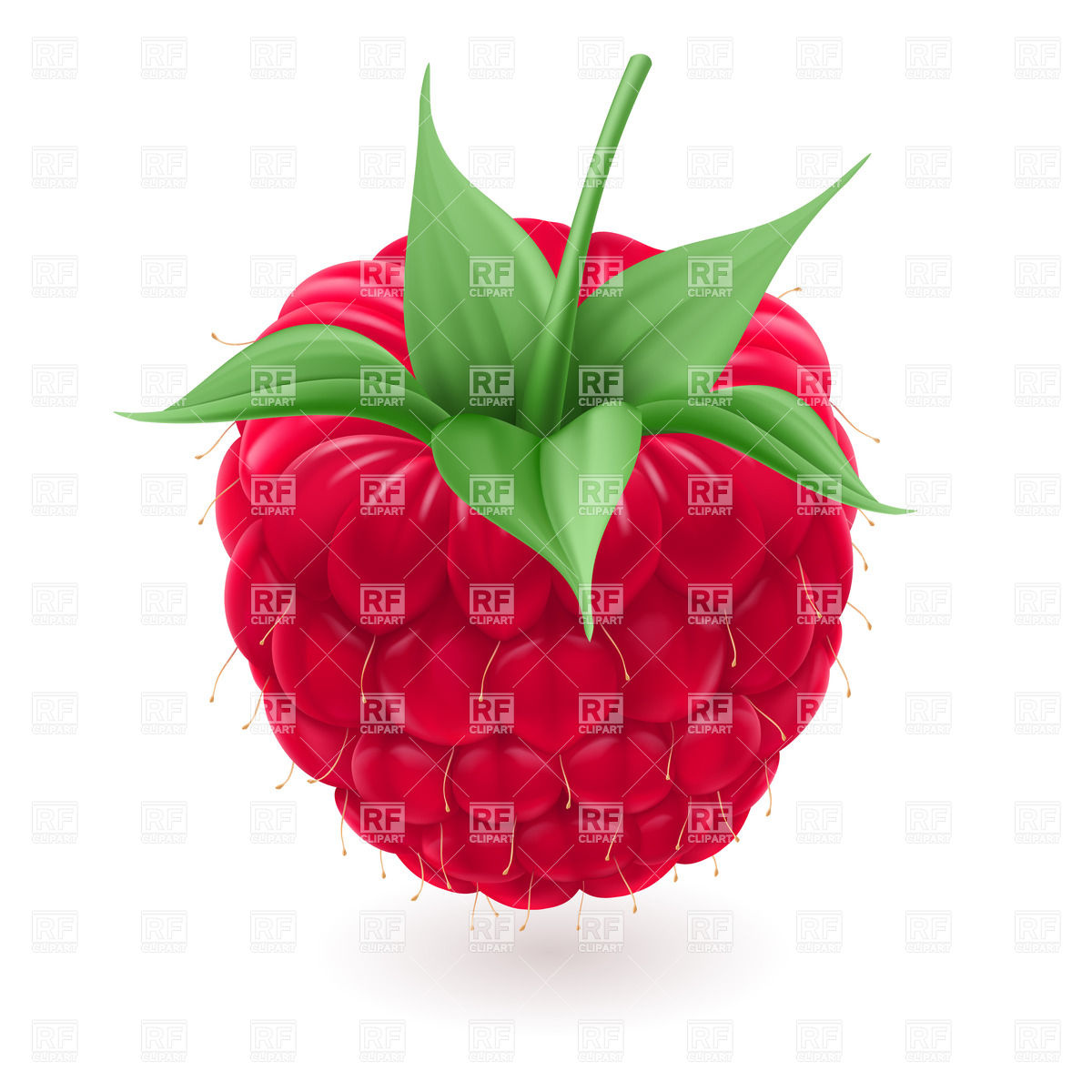 Red Raspberry 30437 Download Royalty Free Vector Clipart  Eps