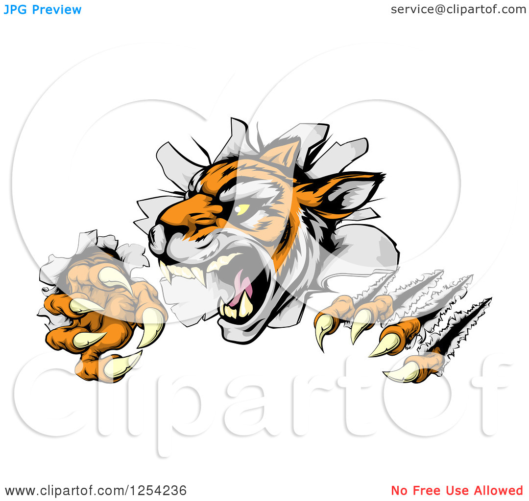 Clipart Of A Snarling Tiger Mascot Breaking Through A Wall   Royalty    