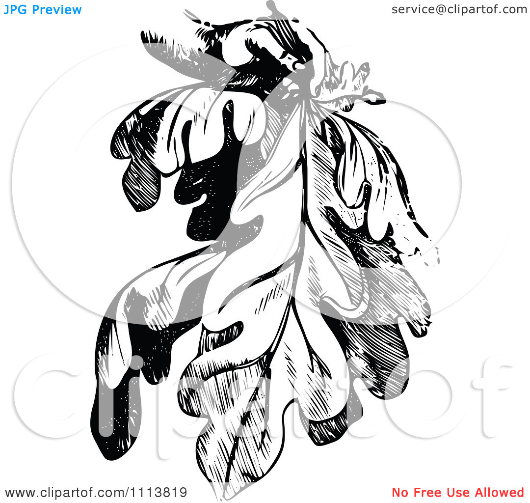 Clipart Vintage Black And White Fig Leaves   Royalty Free Vector