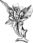 Thorn Apple Or Jimson Weed Or Datura Stramonium Vintage Engraving