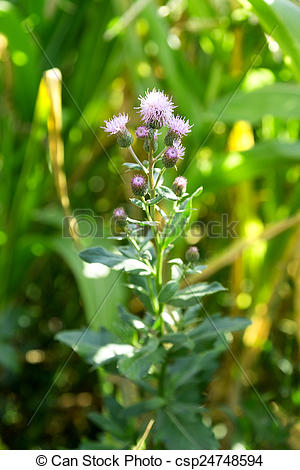 Thorn Weed Plant   Csp24748594