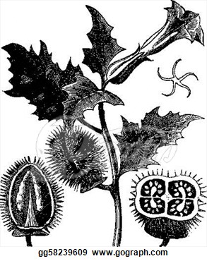 Vector Art   Thorn Apple Or Jimson Weed Or Datura Stramonium Vintage    