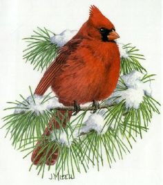 Cardinal On Evergreen Sprig By Judy Mizell More