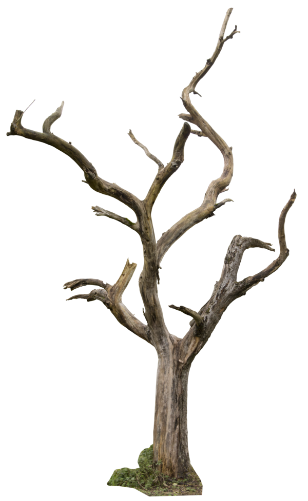 Cartoon Dead Tree