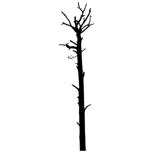 Dead Tree Clipart   Group Picture Image By Tag   Keywordpictures 