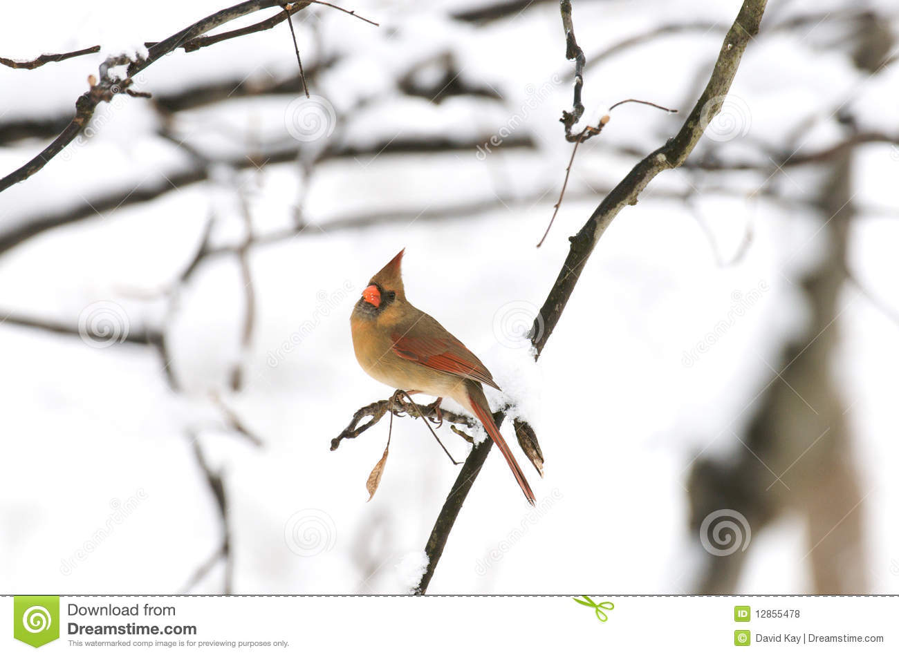 Female Northern Cardinal With Snow Royalty Free Stock Photos   Image