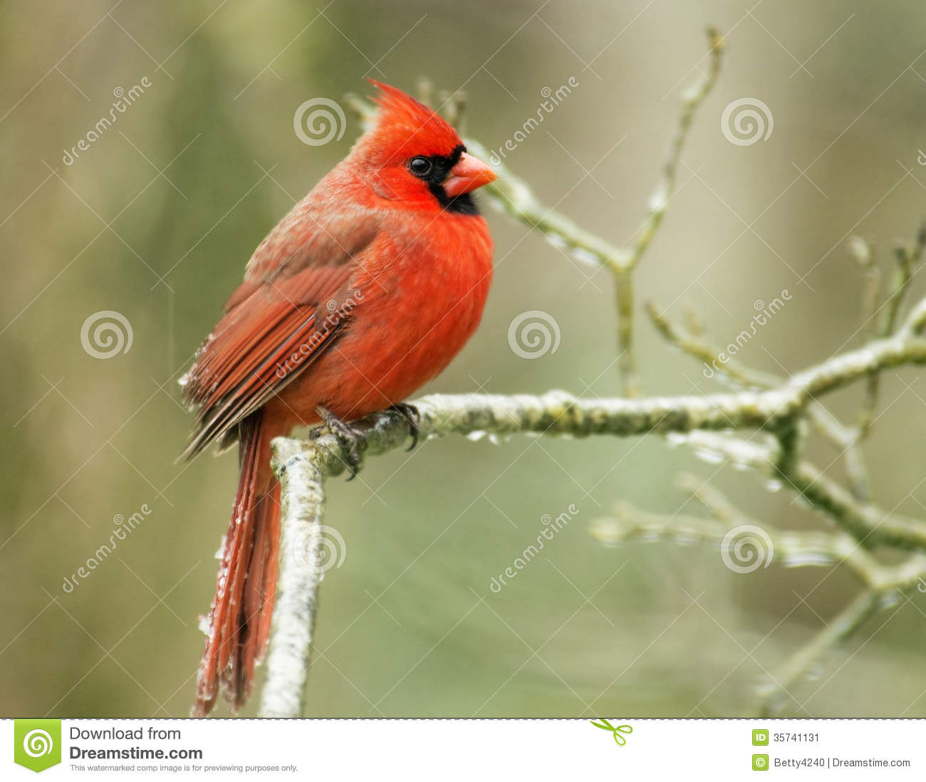 Red Cardinal Has Ice On His Tail Feathers In An Ice Storm  Stock    