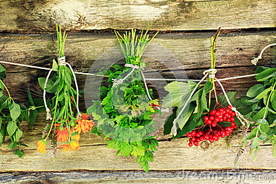 Drying Herbs  Stock Images   Image  33537394