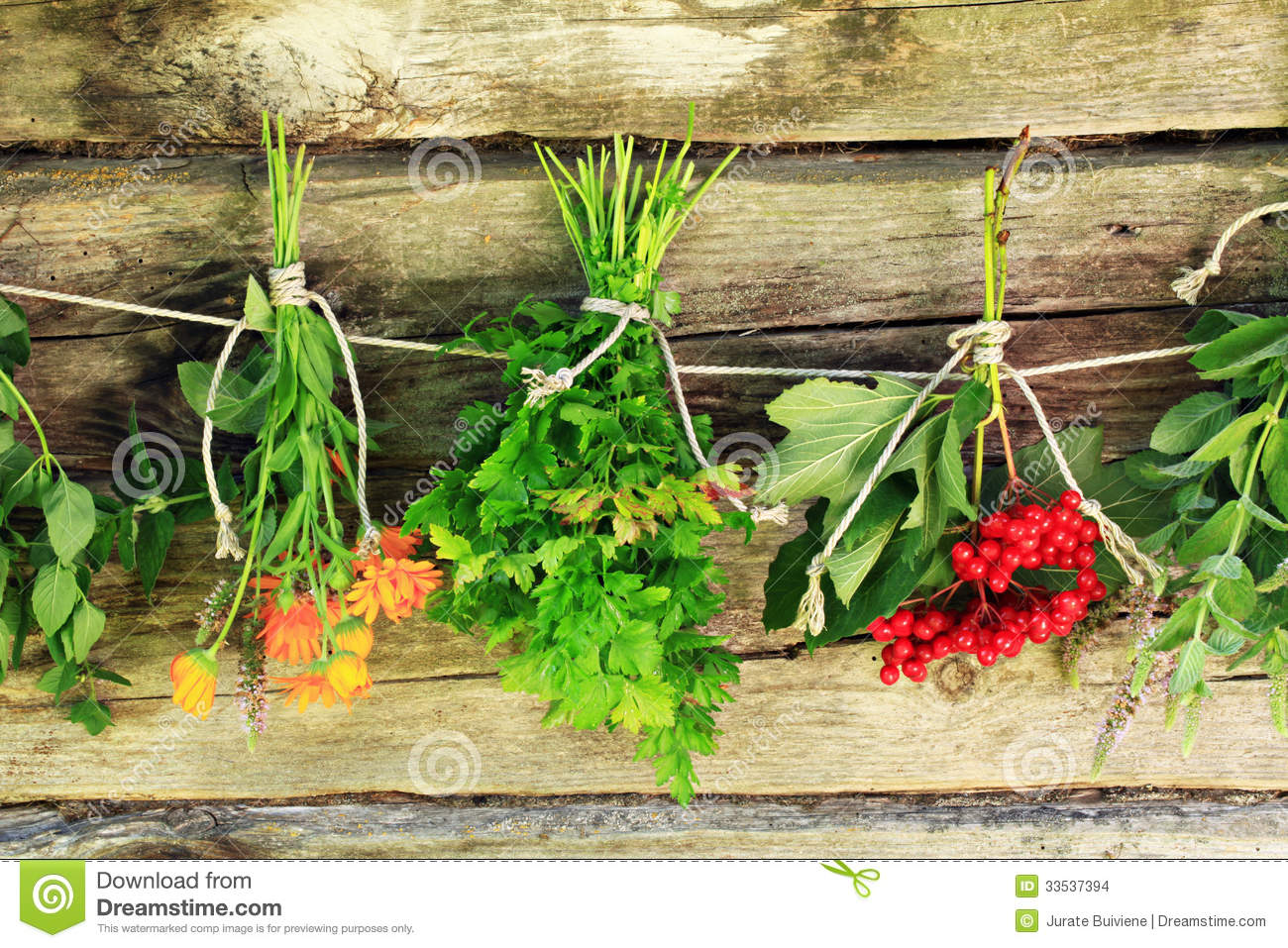 Drying Herbs  Stock Images   Image  33537394