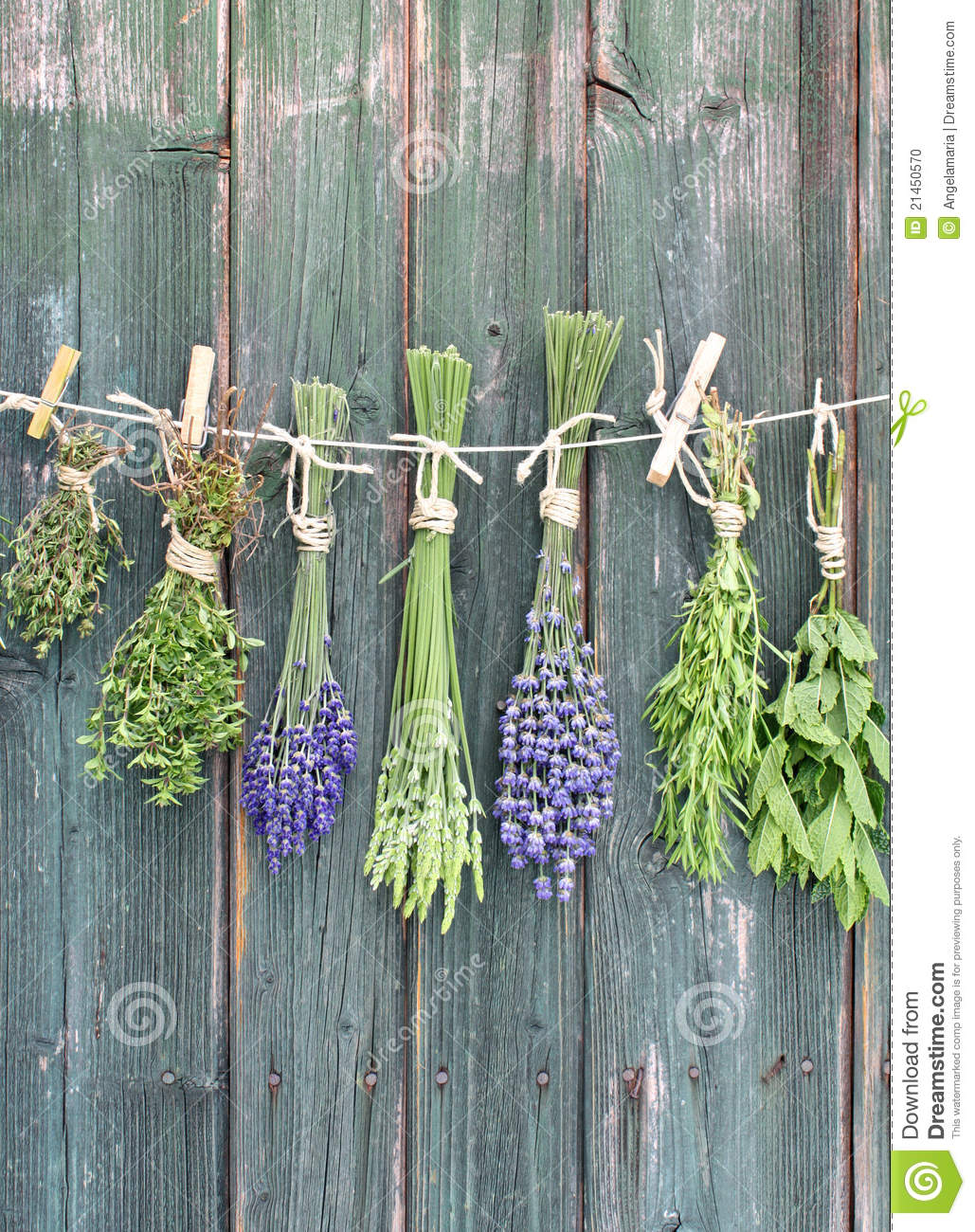 Drying Herbs Stock Photo   Image  21450570