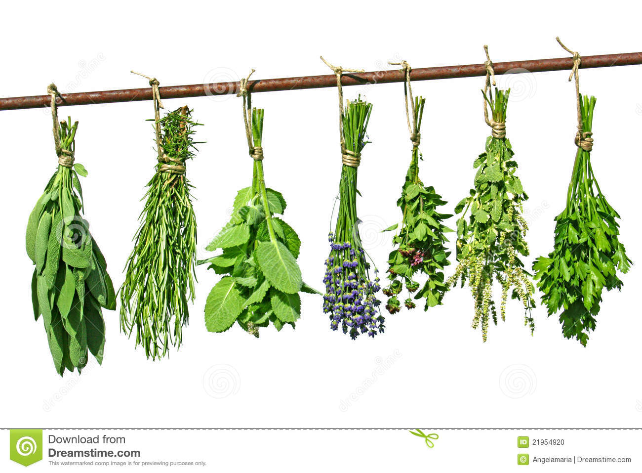 Drying Herbs Stock Photo   Image  21954920