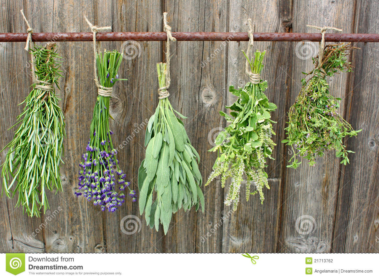 Drying Herbs Stock Photography   Image  21713762