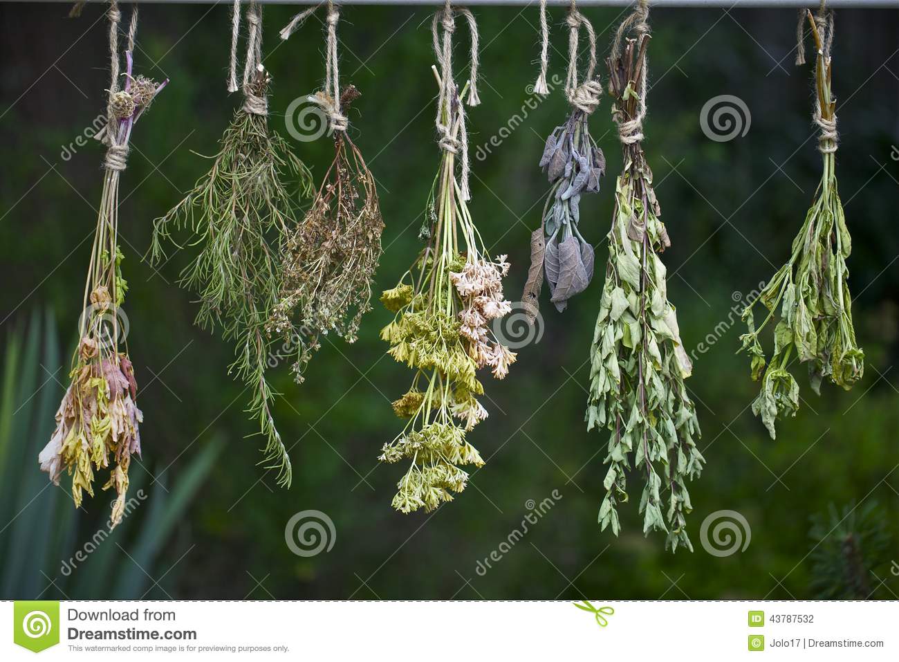 Fresh Herbs Hanging And Drying Outside In The Garden