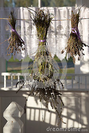 Herbs Drying Stock Photo   Image  44326810