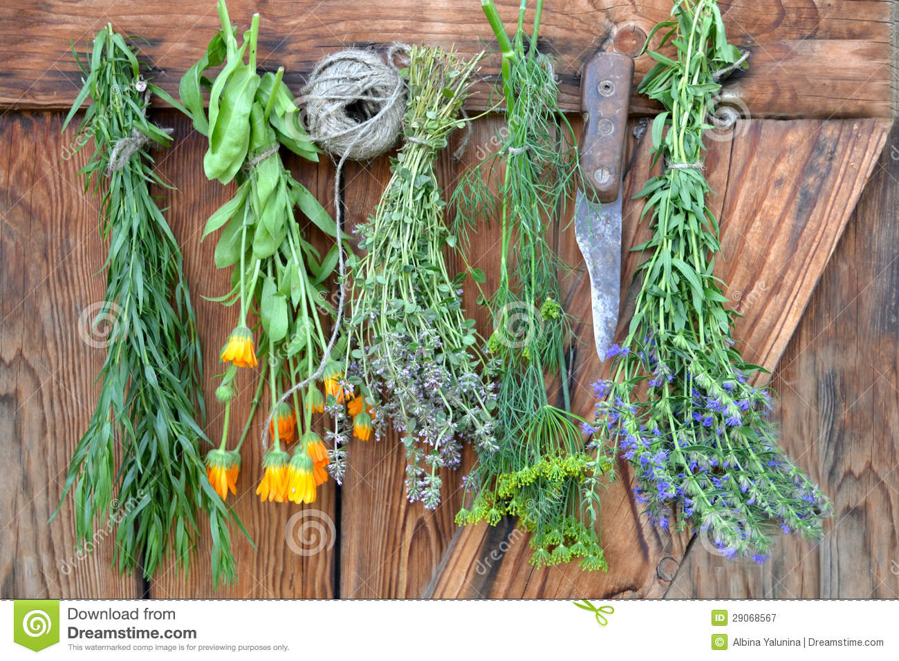 Herbs Hanging And Drying Royalty Free Stock Photography   Image