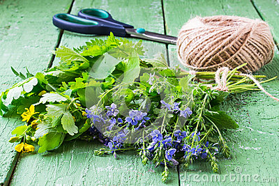 Medicinal Herbs  Nettle Celandine Veronica Chamaedrys Plantain