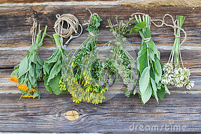 Medicine Herbs Hanging And Drying