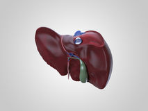 Realistic Human Liver Illustration Royalty Free Stock Photography