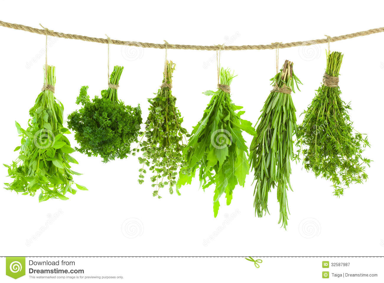 Set Of Spice Herbs   Hanging And Drying   On White Bac Royalty Free