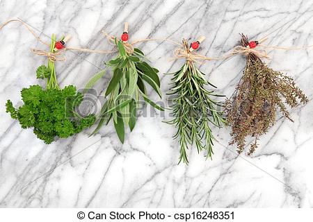 Stock Images Of Herbs Hanging And Drying   Herbs Hanging And Drying Of